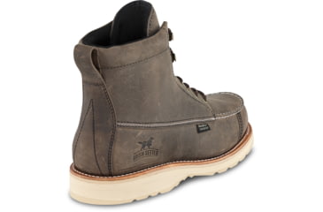 irish setter 893