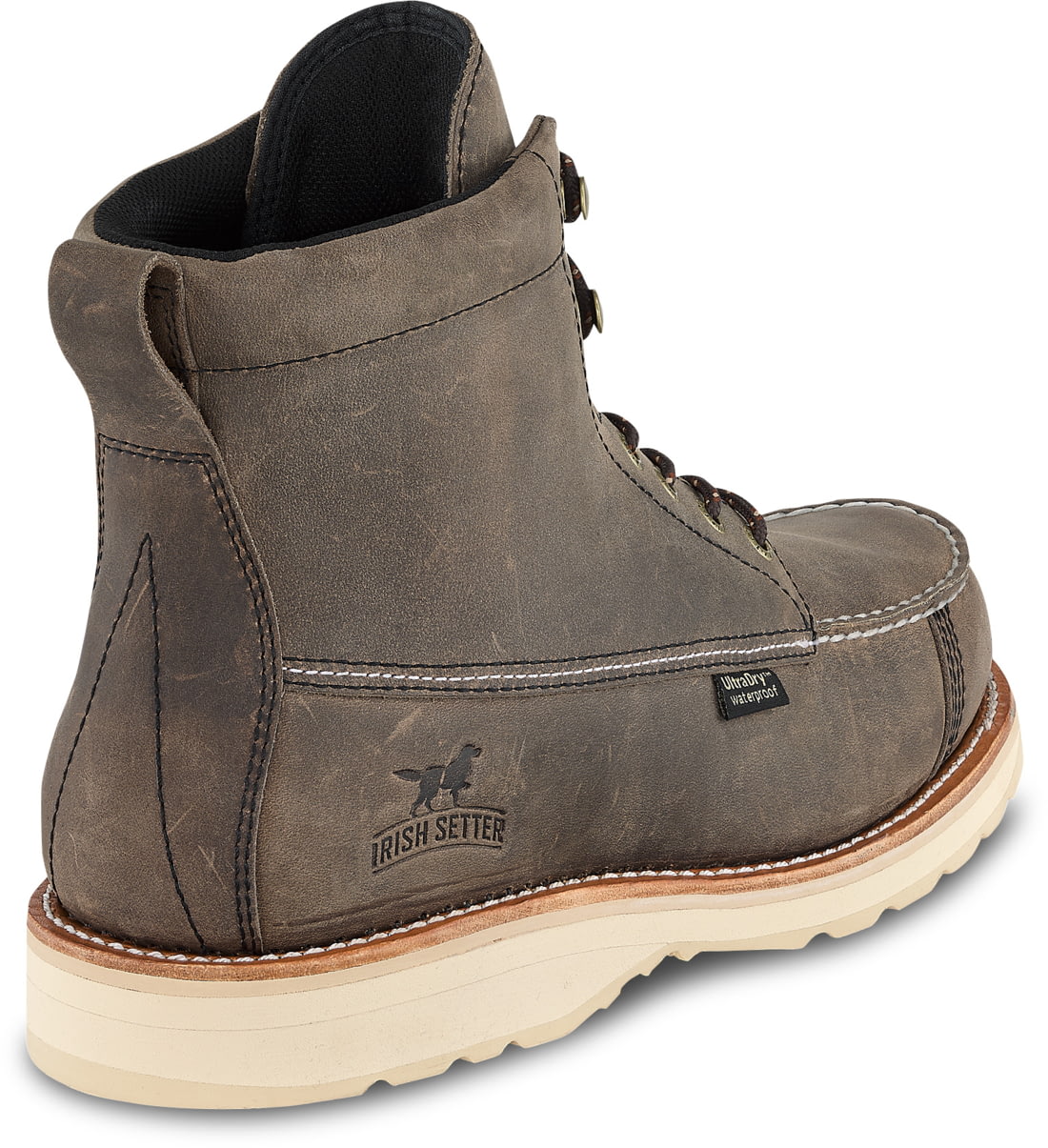 irish setter 893