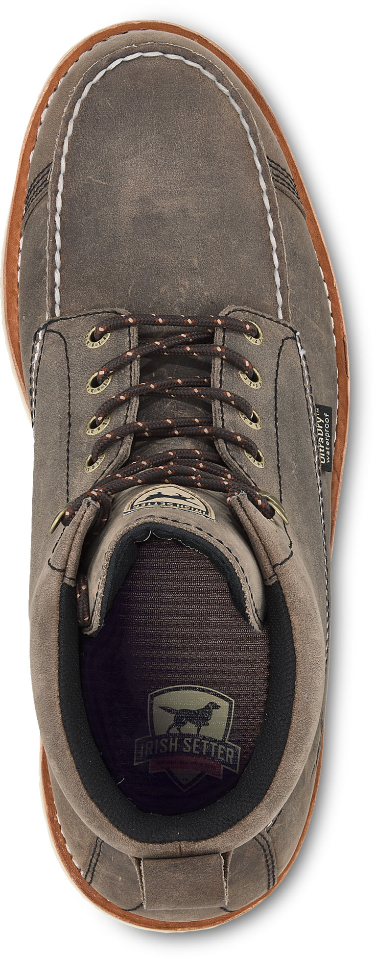 irish setter 893